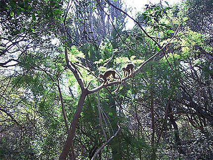 Bush Baby Monkey Sanctuary