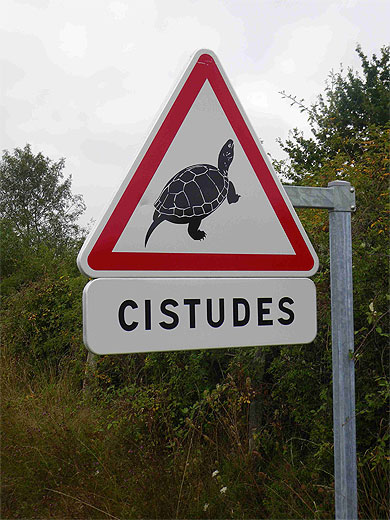 Attention Cistudes Attention Cistudes