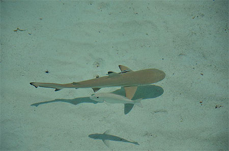 Requin de récif Requin de récif