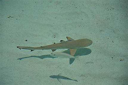 Requin de récif
