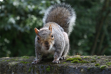Ecureuil dans un parc de Glasgow