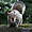 Ecureuil dans un parc de Glasgow