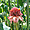 Rose de porcelaine (Annona Hurricata)