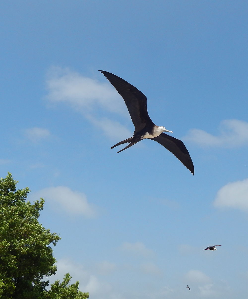 Oiseau à Chichiriviche