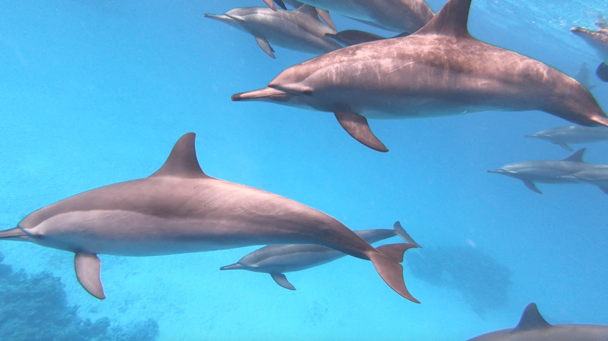 Dauphins du lagon de Sataya Dauphins du lagon de Sataya