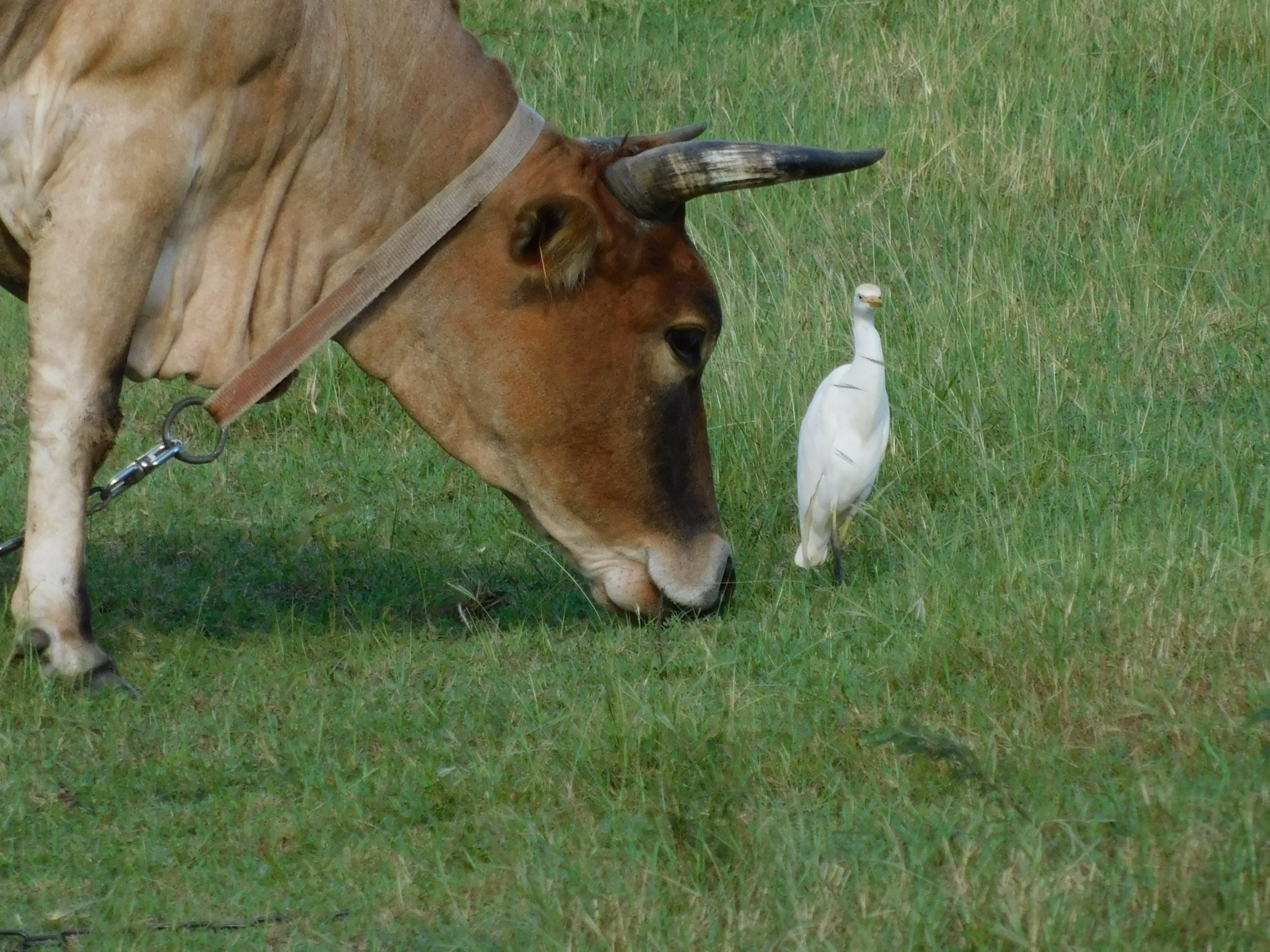 Vache et oiseau d'Anse-Bertrand