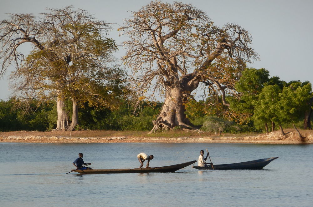 Pirogues et baobab