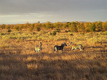 Zèbres Kruger park
