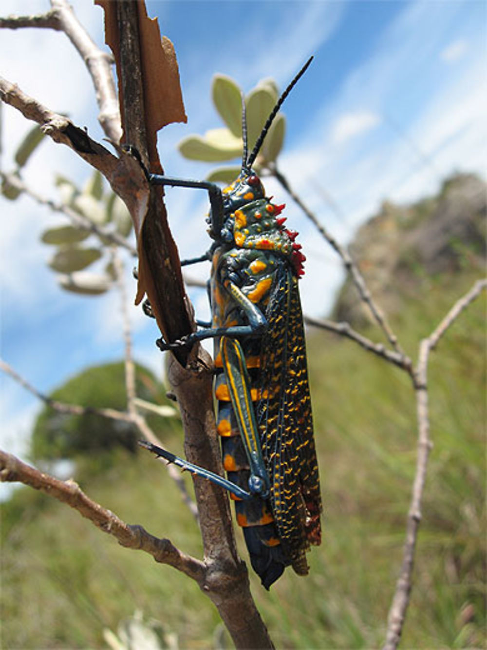 Sauterelle malgache