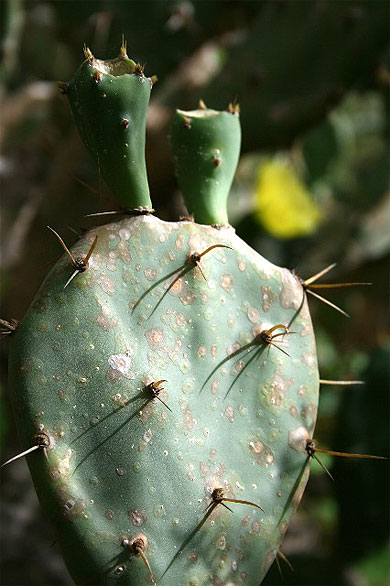 Cactus Cactus