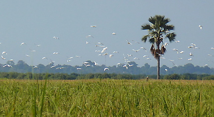 Les rizières en Casamance