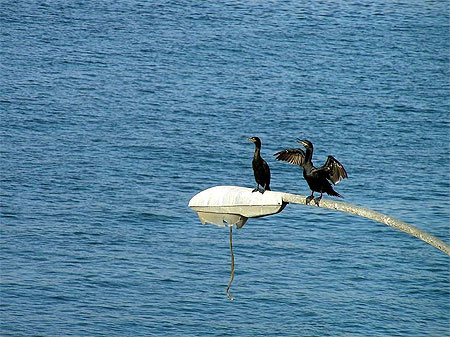 Cormoran sur la Baie de Chañaral Cormoran sur la Baie de Chañaral