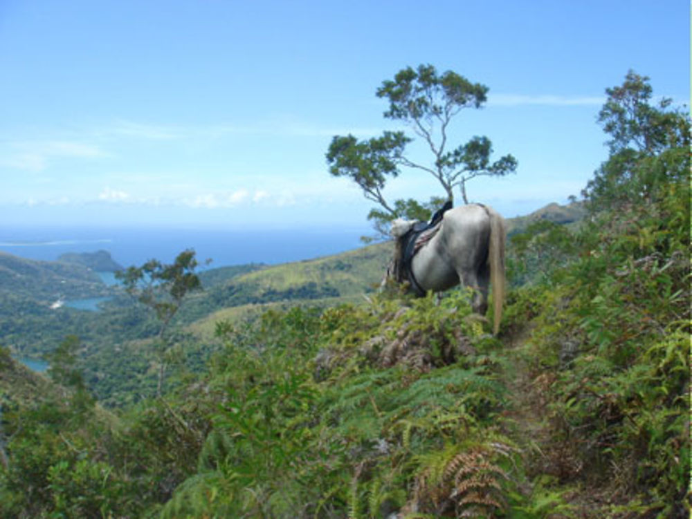 Magie de la nature