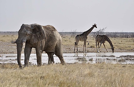 L'éléphant et des girafes