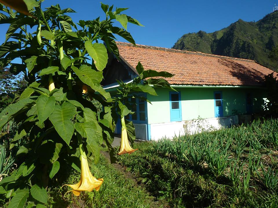 Cemoro Lawang Cemoro Lawang
