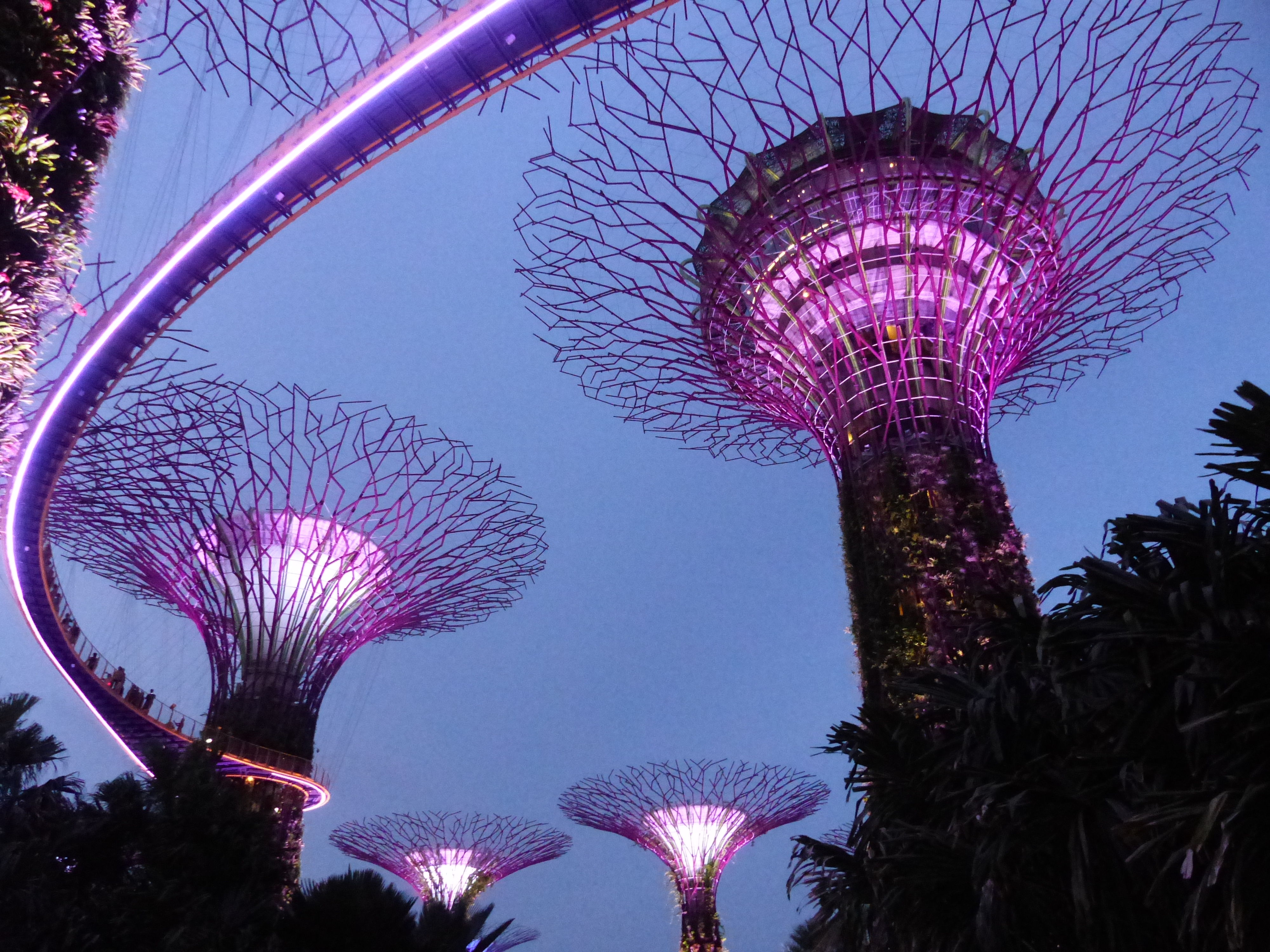 Supertree Grove - Gardens by the Bay 