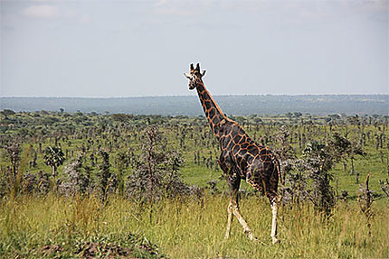 Girafe de Rotschild