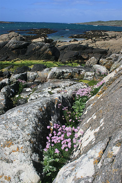 Floraison à Dog's Bay Floraison à Dog's Bay