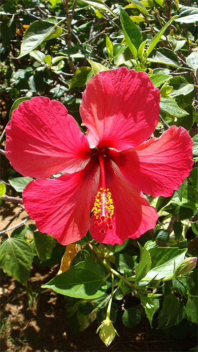 Fleur Fleur