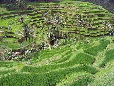 Rizières Pujung Rizières Pujung