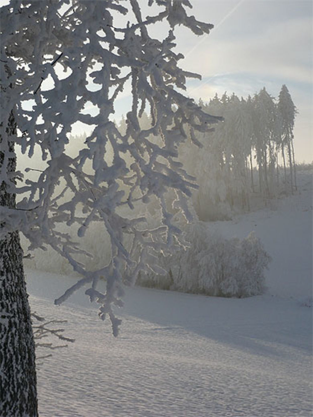 Branches de paillettes