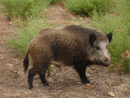 Cochon sauvage Cochon sauvage