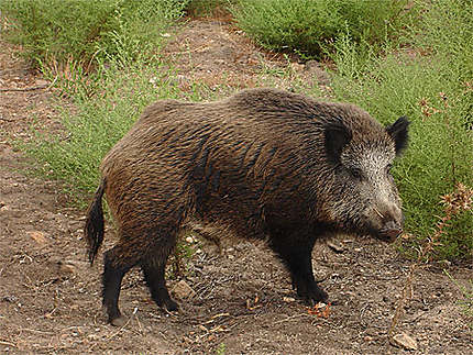 Cochon sauvage : Animaux : Corse-du-Sud : Corse : Routard.com