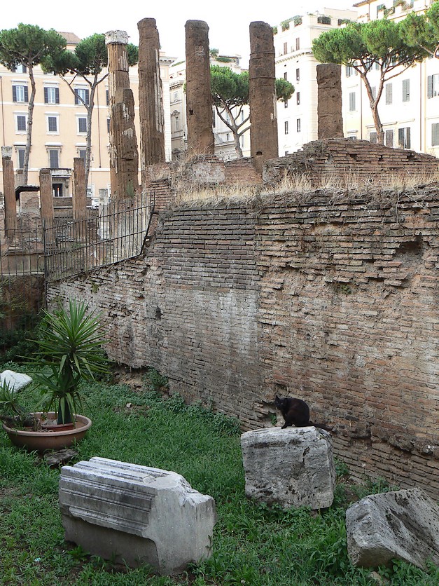 Le "sanctuaire des chats" Le "sanctuaire des chats"