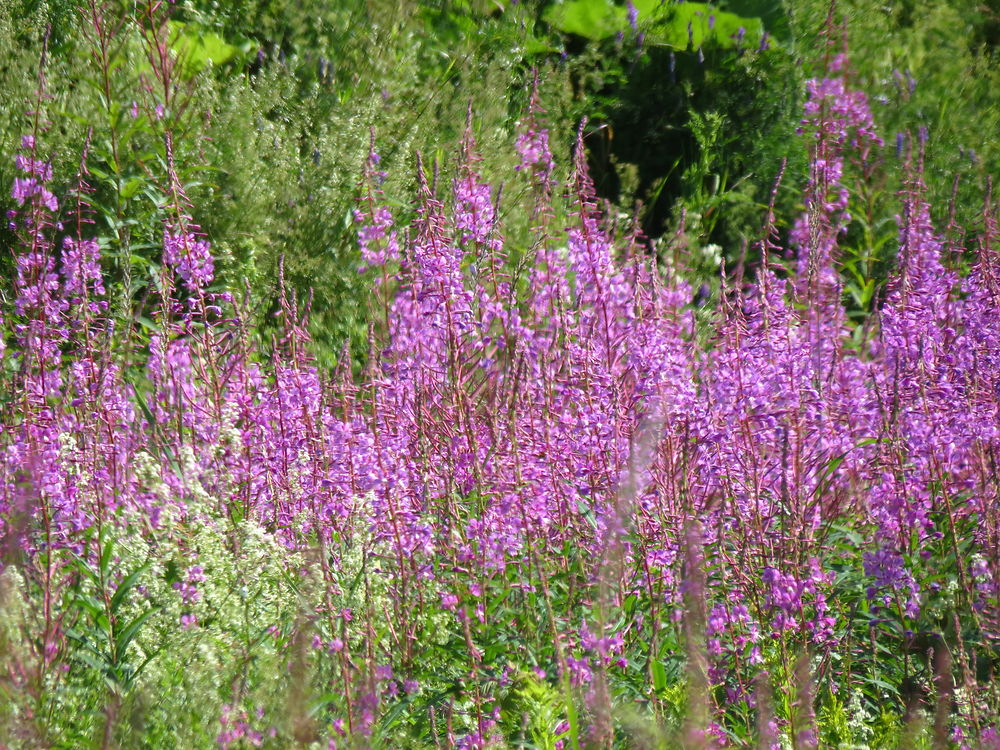 Fleurs à Baie-Comeau