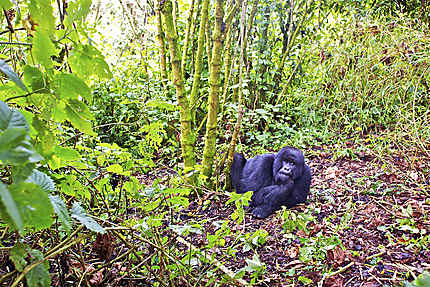 Une femelle gorille dans les Virunga 