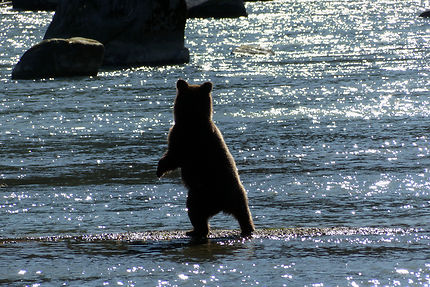 Dancing bear, à Haines, Alaska