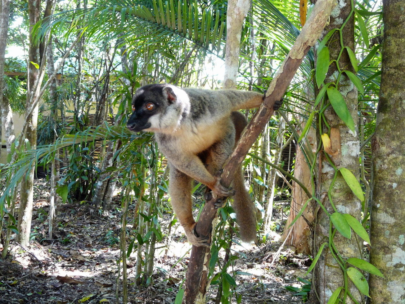Lémurien Sifaka au Palmarium, Madagascar