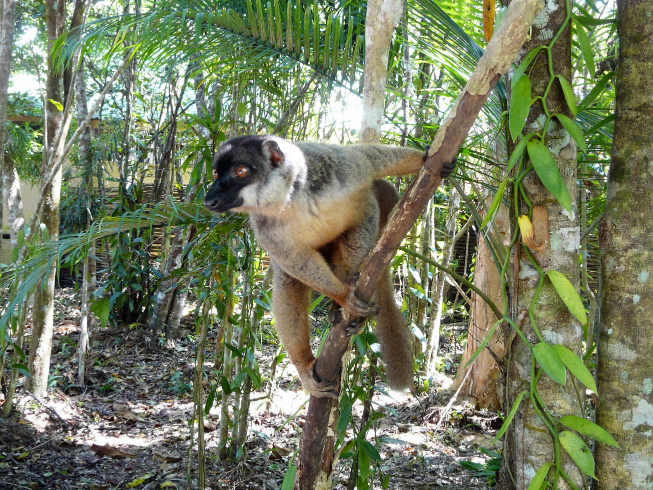 Lémurien Sifaka au Palmarium, Madagascar Lémurien Sifaka au Palmarium, Madagascar