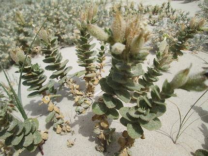 Djerba nord-est