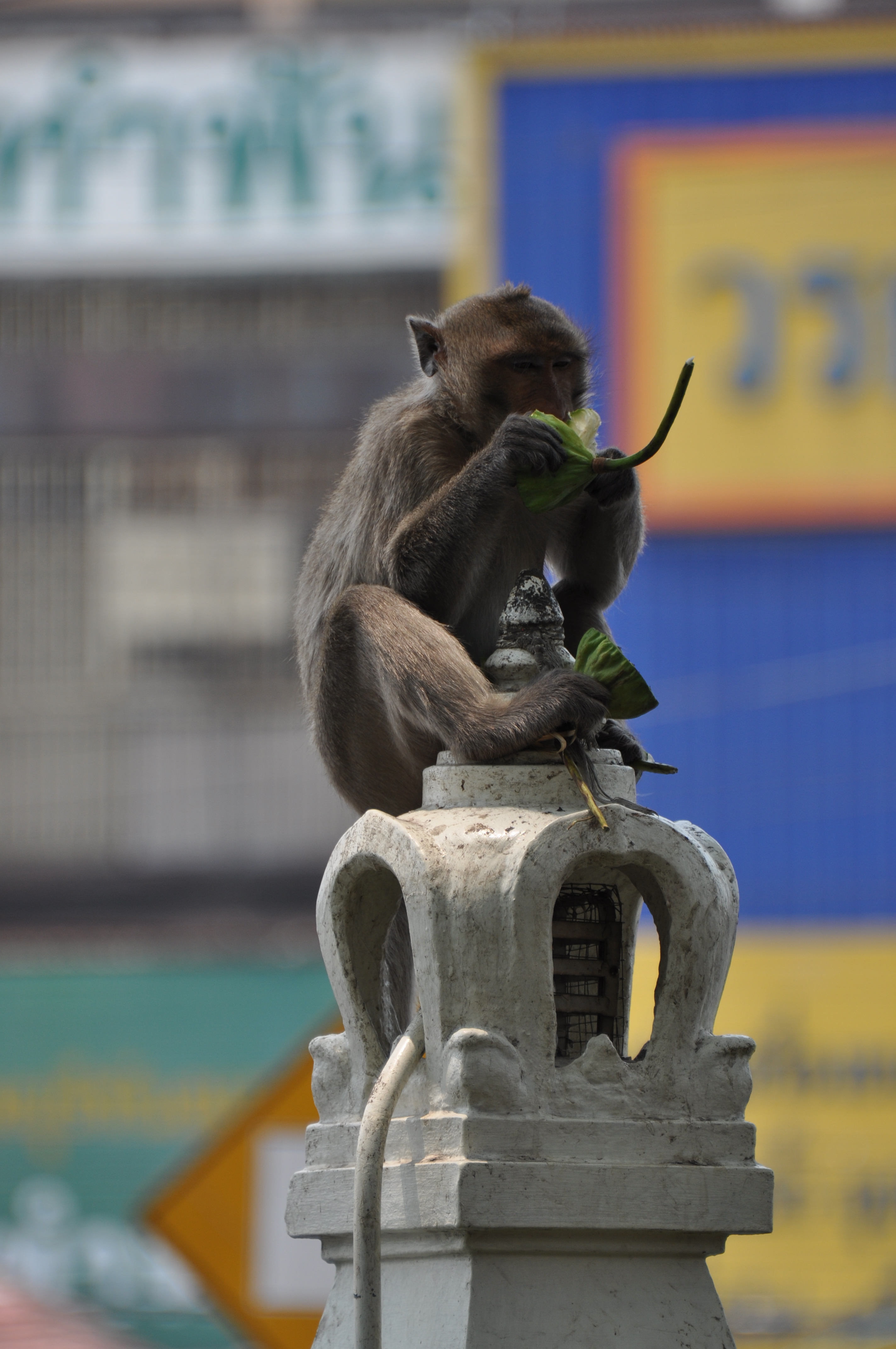 Bien installé le petit singe Bien installé le petit singe