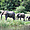 Eléphants au bord du Nil