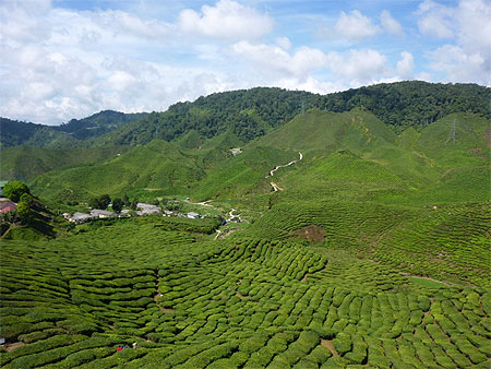 Culture du thé dans les Cameron Highland Culture du thé dans les Cameron Highland