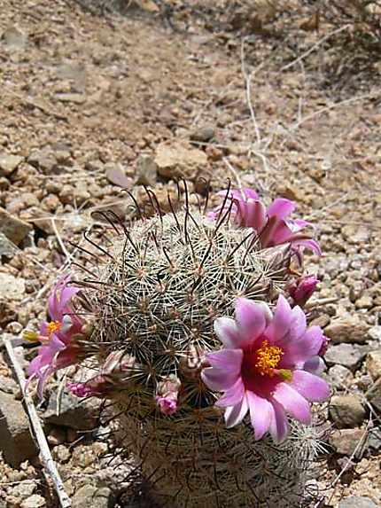 Le cactus en fleurs