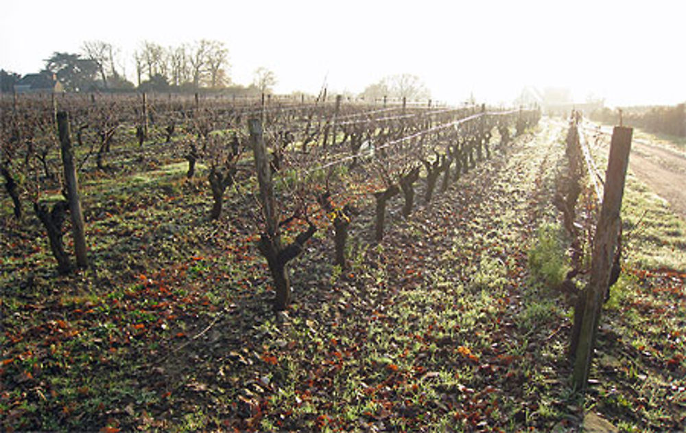 Vignobles de Savennières