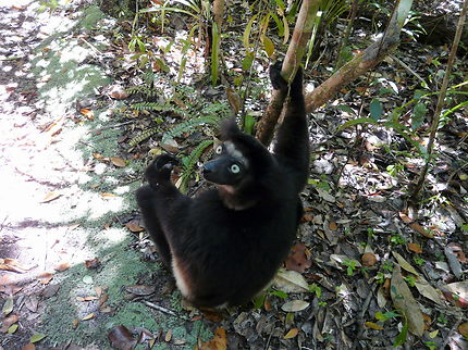 Lémurien Indri au Palmarium, Madagascar