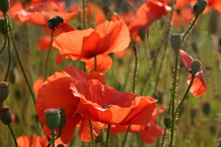 joli coquelicot joli coquelicot