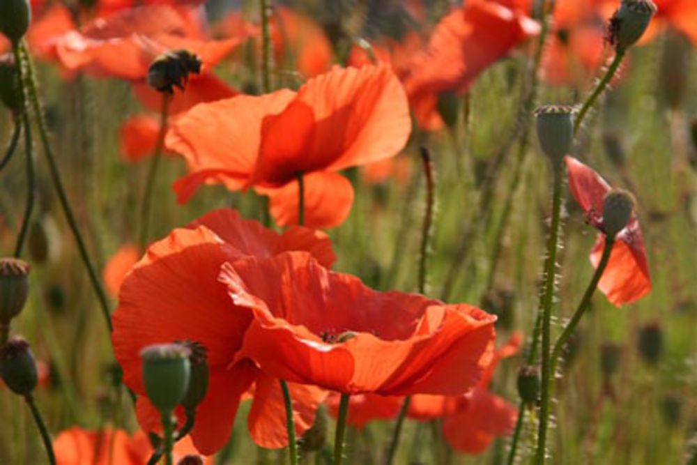 joli coquelicot