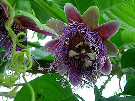 Fleur exotique à Tarapoto