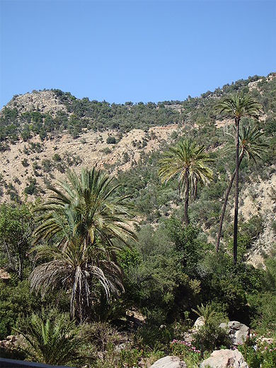 Palmeraie Palmeraie