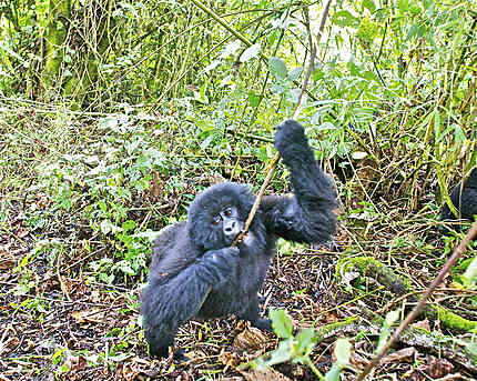 Jeune mâle gorille