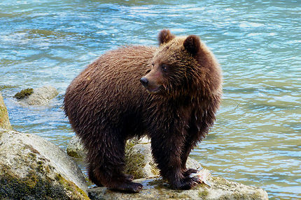 Ours à Haines, Alaska
