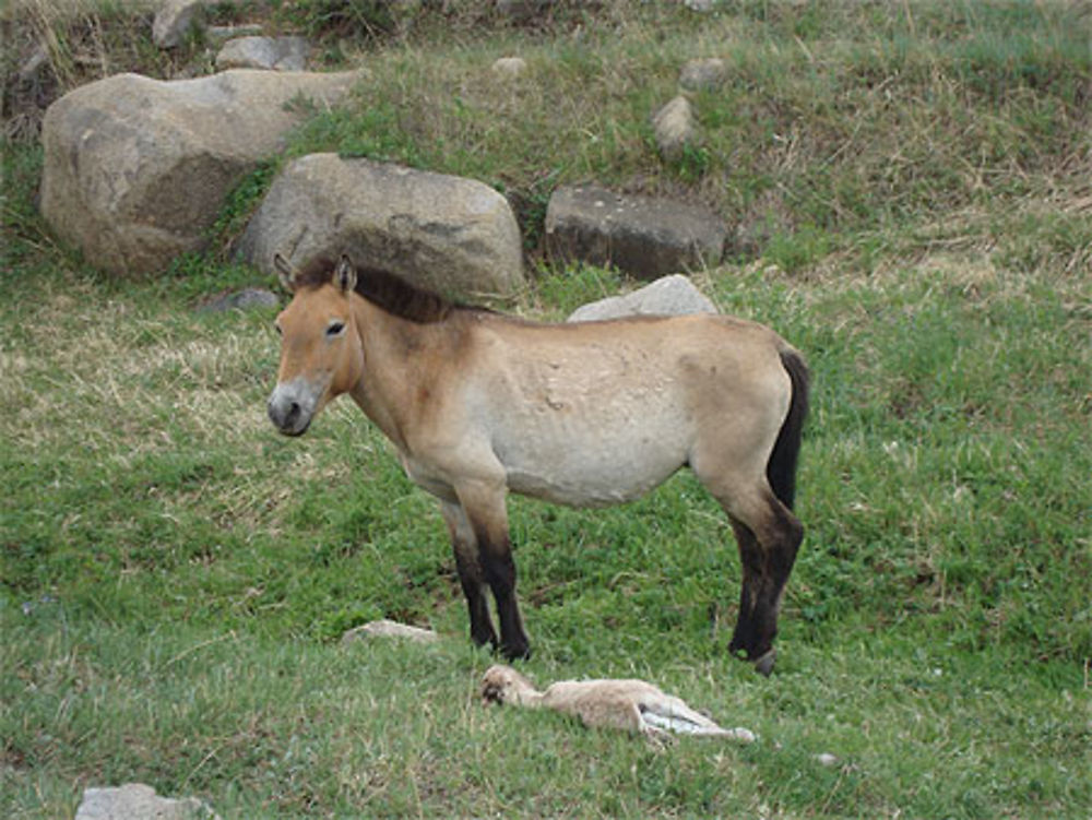 Cheval de Przewalski