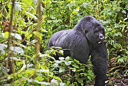Gorille au dos argenté
