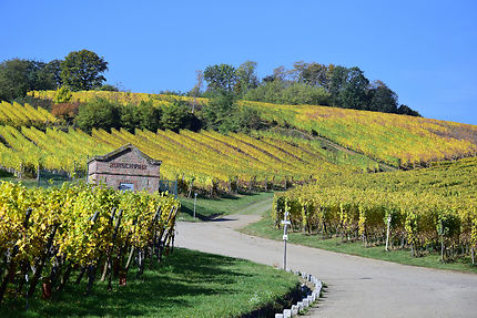 Les vignes en automne près de Bergheim