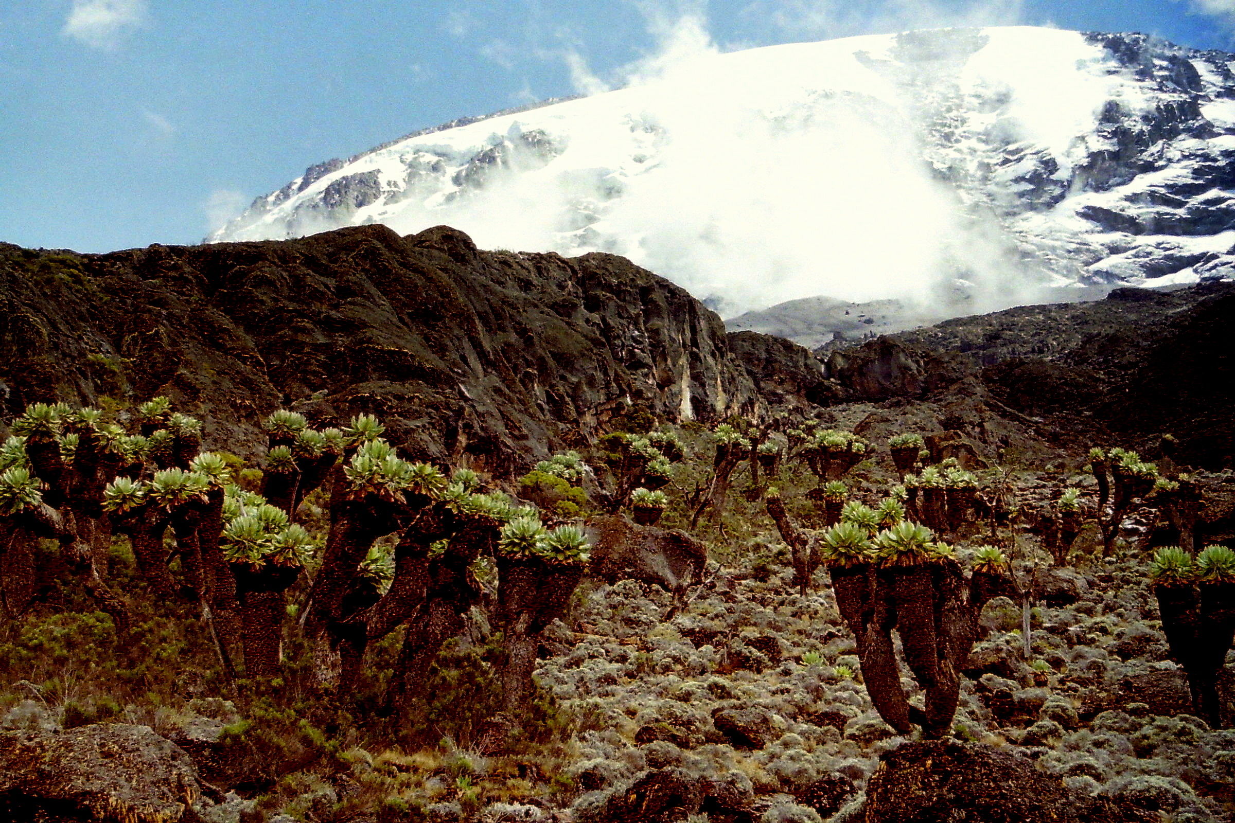 Les séneçons géants du Kilimandjaro